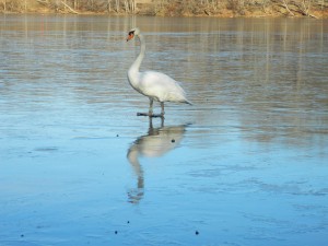 A swan on one of the frozen lakes in Rampo Reservation